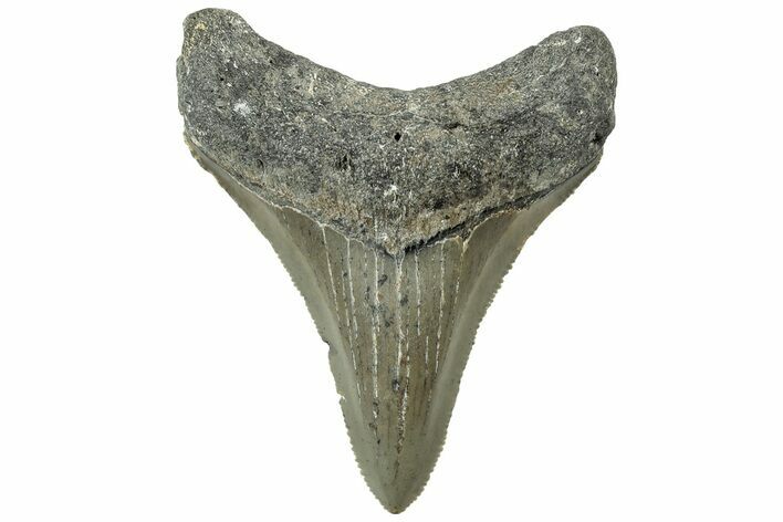 Serrated, Juvenile Megalodon Tooth - North Carolina #311850